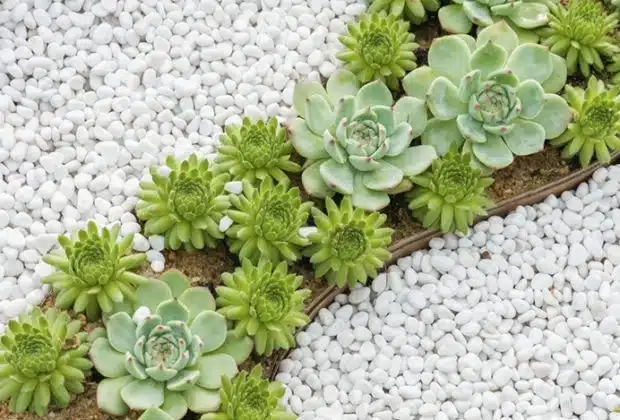 Créez un magnifique parterre en gravier décoratif sans entretien moderne avec ces astuces simples